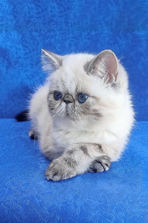 Hani exotic shorthair kitten fluffy cream and gray with striking blue eyes cute shorthair kitten pet