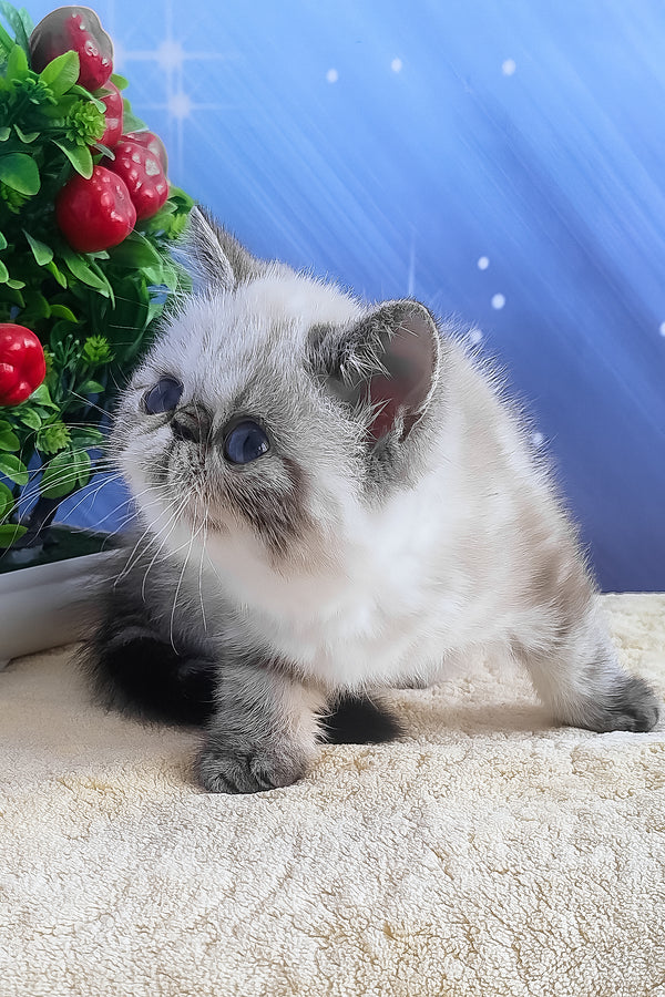 A fluffy light gray and white exotic shorthair kitten with dark eyes sitting on a textured surface, shorthair kitten