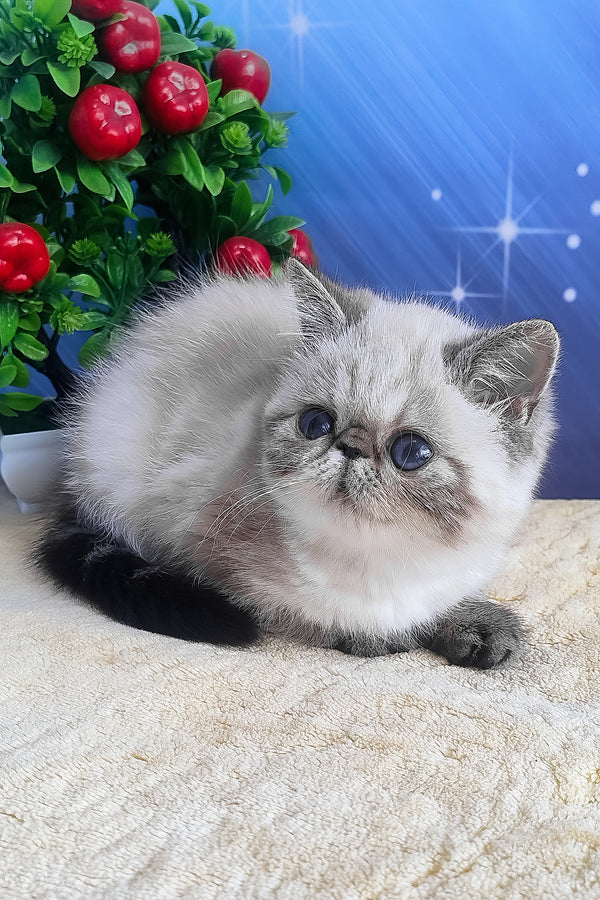 Fluffy silver and gray exotic shorthair kitten with dark blue eyes resting on a textured surface