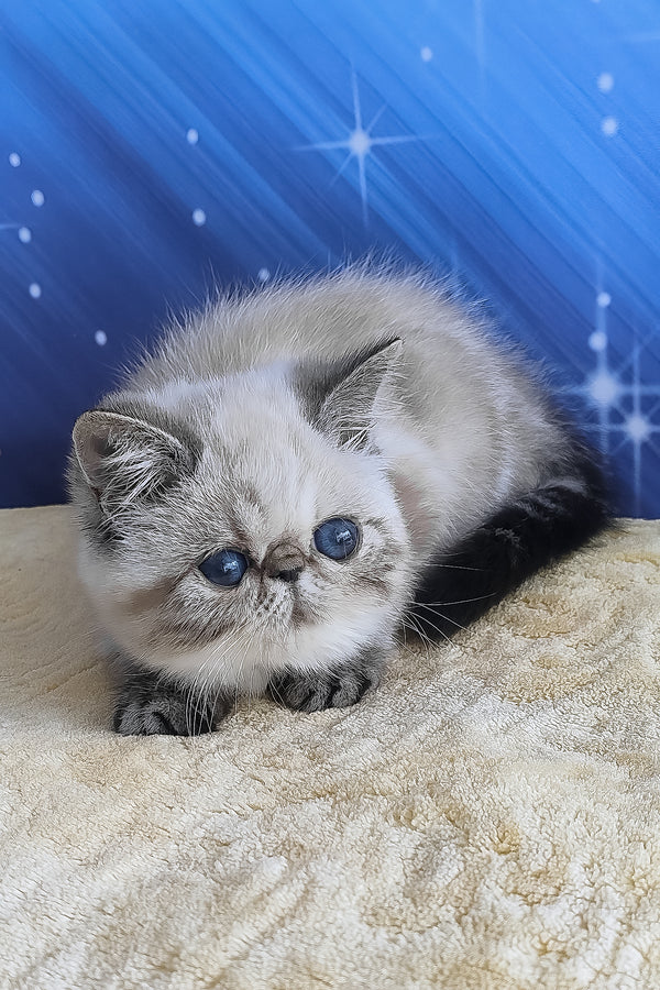 A fluffy silver-gray exotic shorthair kitten with blue eyes and black-tipped paws resting on a beige blanket