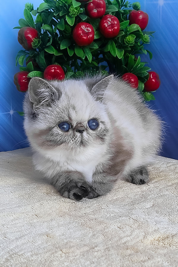 Fluffy silver and gray exotic shorthair kitten with striking blue eyes perfect for lola exotic shorthair fans
