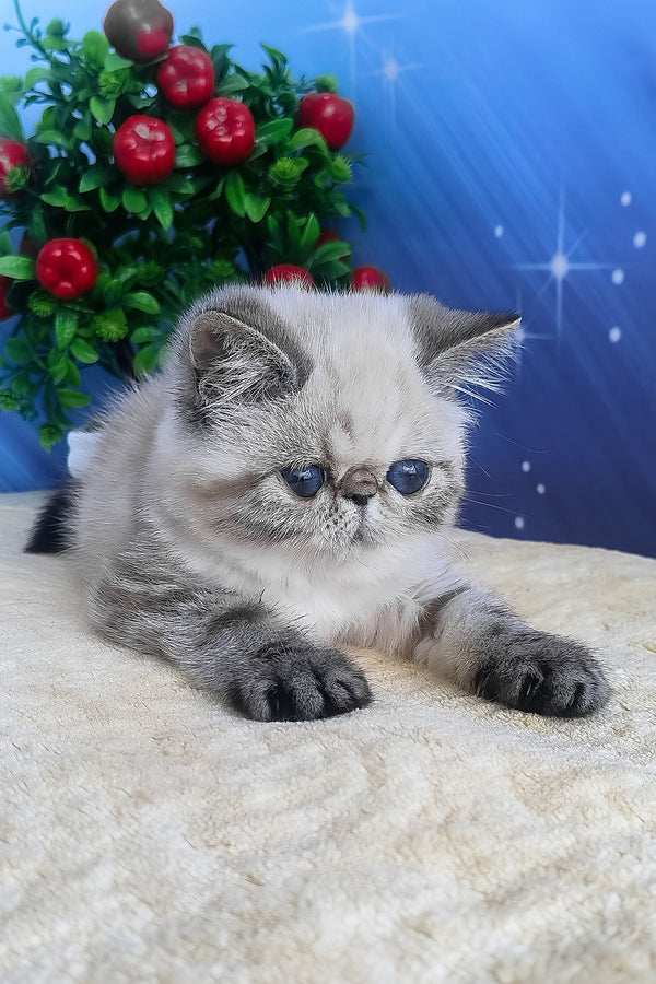 Hani exotic shorthair kitten with fluffy gray and white fur and striking blue eyes resting on a soft beige surface