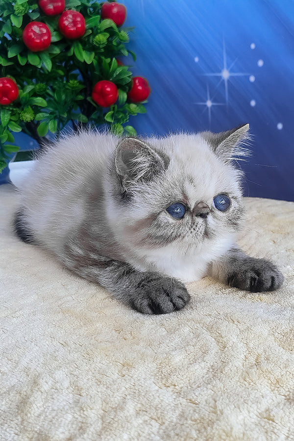 A fluffy silver-gray exotic shorthair kitten with striking blue eyes resting on a soft cream surface