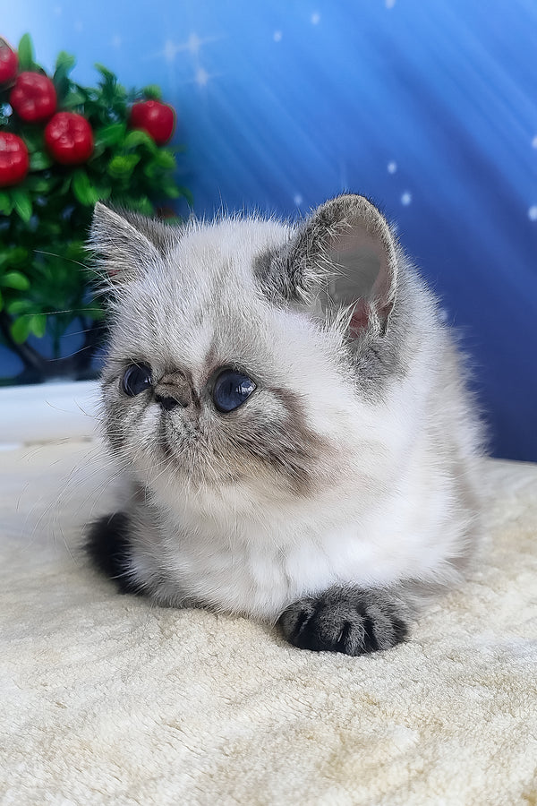 Hani exotic shorthair kitten fluffy light gray and white with black tipped paws sitting on soft beige surface