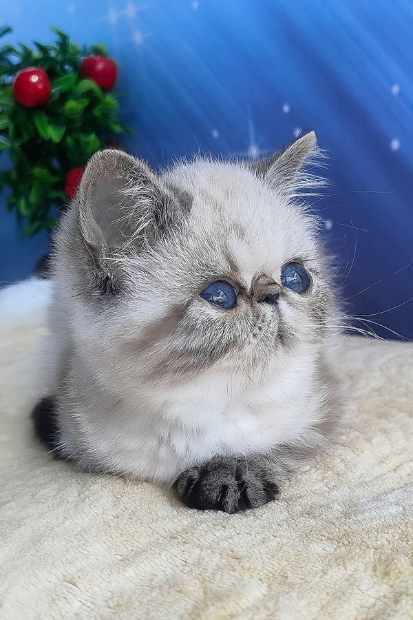 A fluffy light gray and black exotic shorthair kitten with striking blue eyes perfect for shorthair kitten lovers