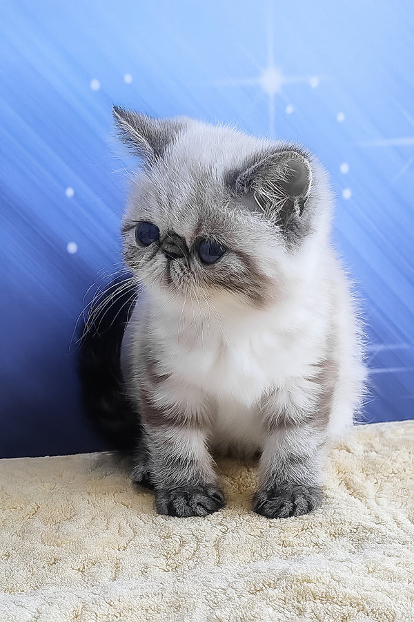A fluffy silver and gray exotic shorthair kitten with dark eyes sitting on a textured beige surface