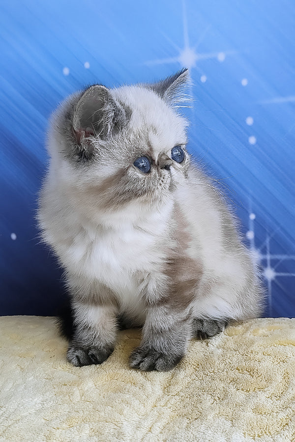 A fluffy light gray and white exotic shorthair kitten with striking blue eyes sitting on a textured surface
