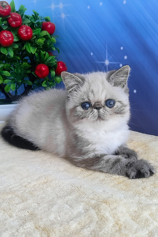 A fluffy silver-gray exotic shorthair kitten with blue eyes and a white chest resting on a soft beige surface