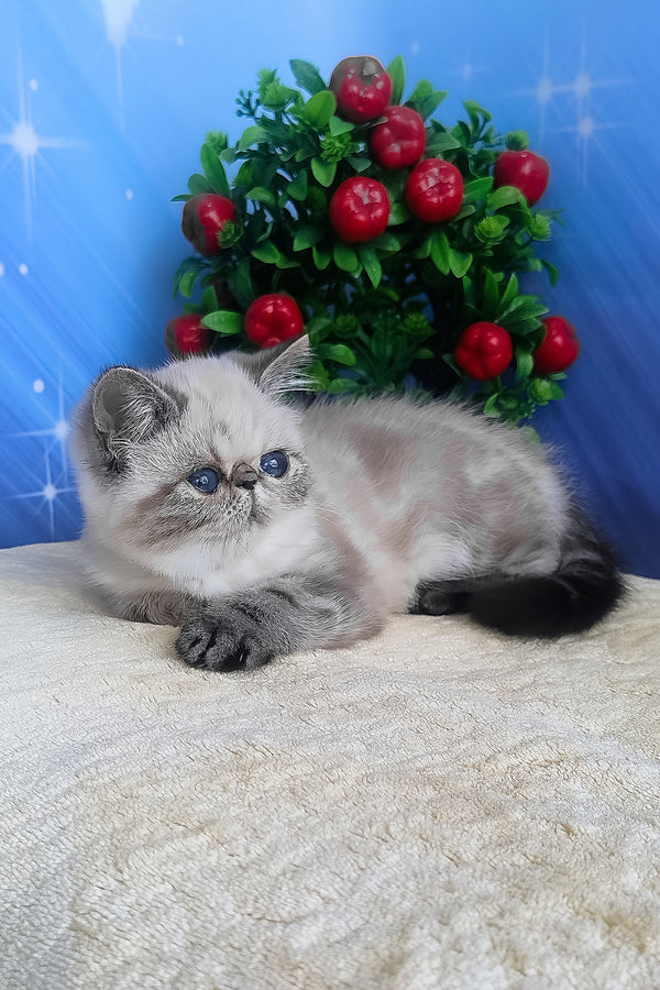 A fluffy silver-gray exotic shorthair kitten with blue eyes and a black-tipped tail rests on a textured white surface