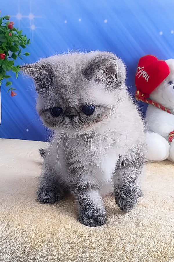 Hani | Exotic Shorthair Kitten