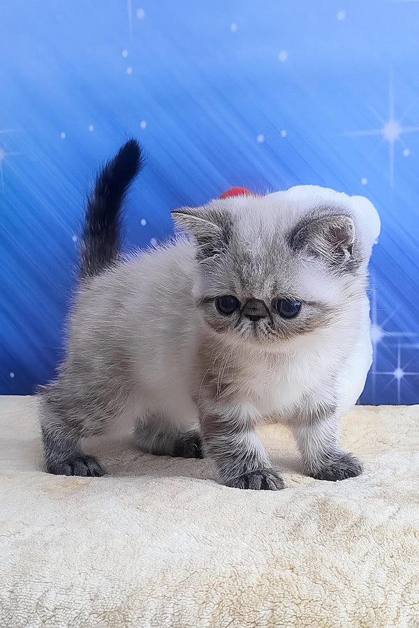 Hani | Exotic Shorthair Kitten