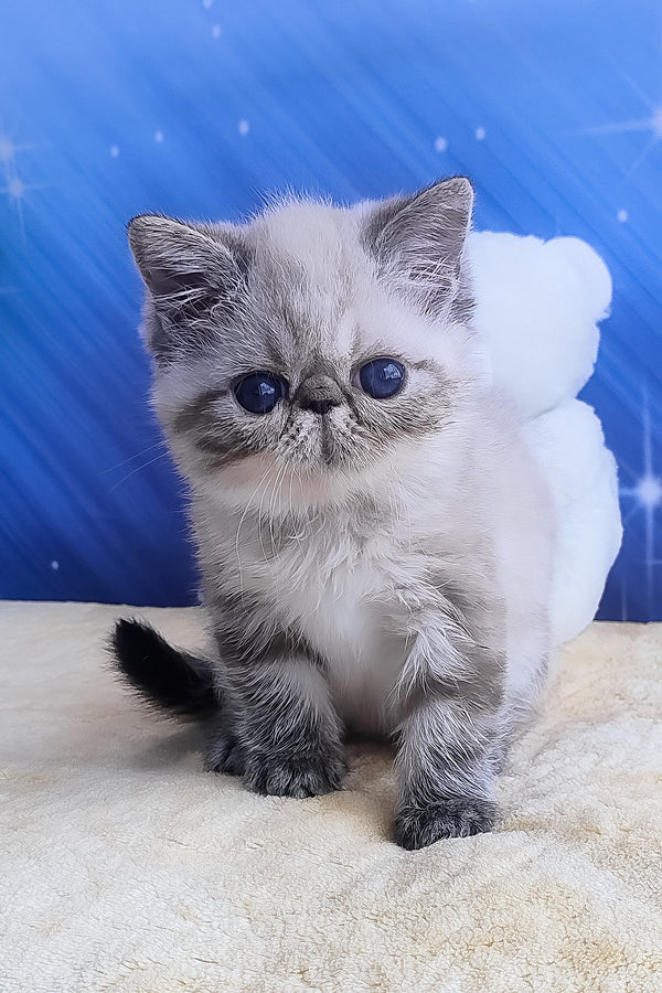 Hani | Exotic Shorthair Kitten