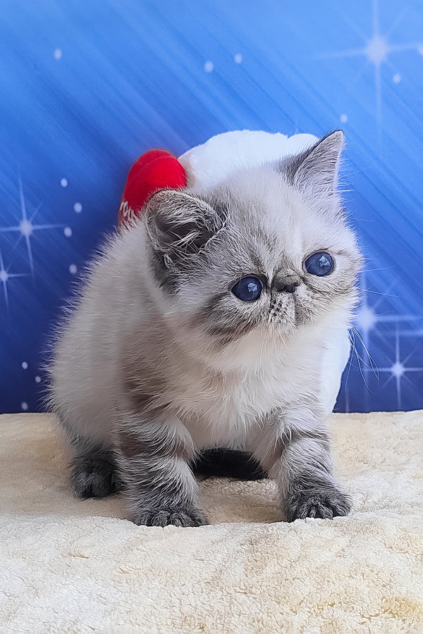 Hani | Exotic Shorthair Kitten