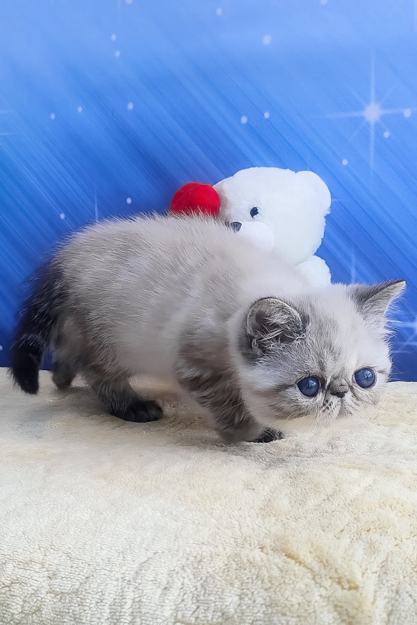 Hani | Exotic Shorthair Kitten
