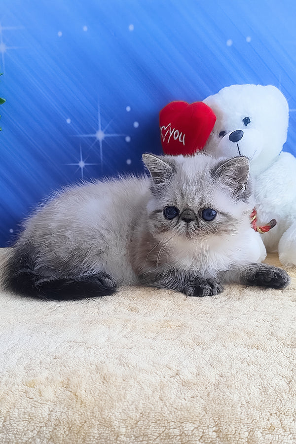 Hani | Exotic Shorthair Kitten