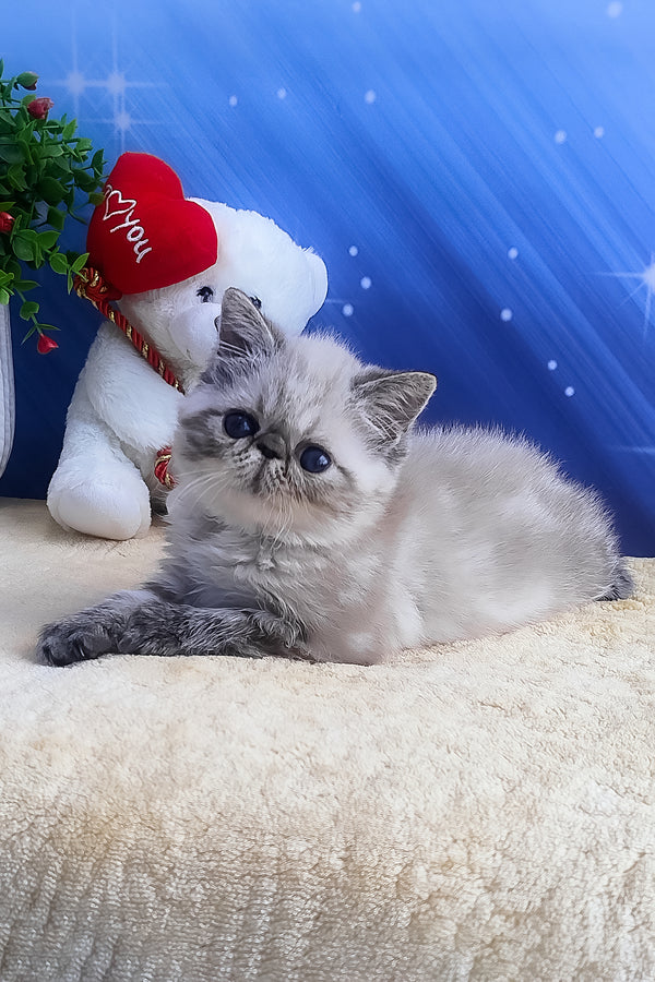 Hani | Exotic Shorthair Kitten