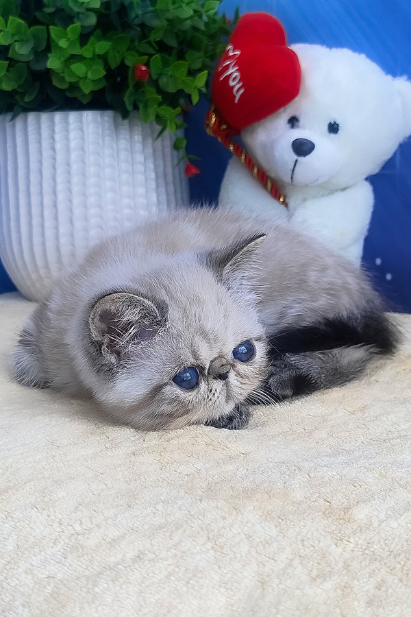 Hani | Exotic Shorthair Kitten