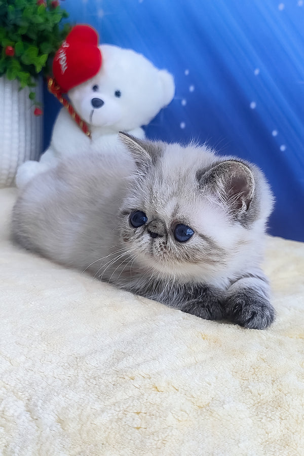 Hani | Exotic Shorthair Kitten