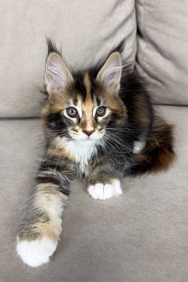 Hanna | Maine Coon Kitten