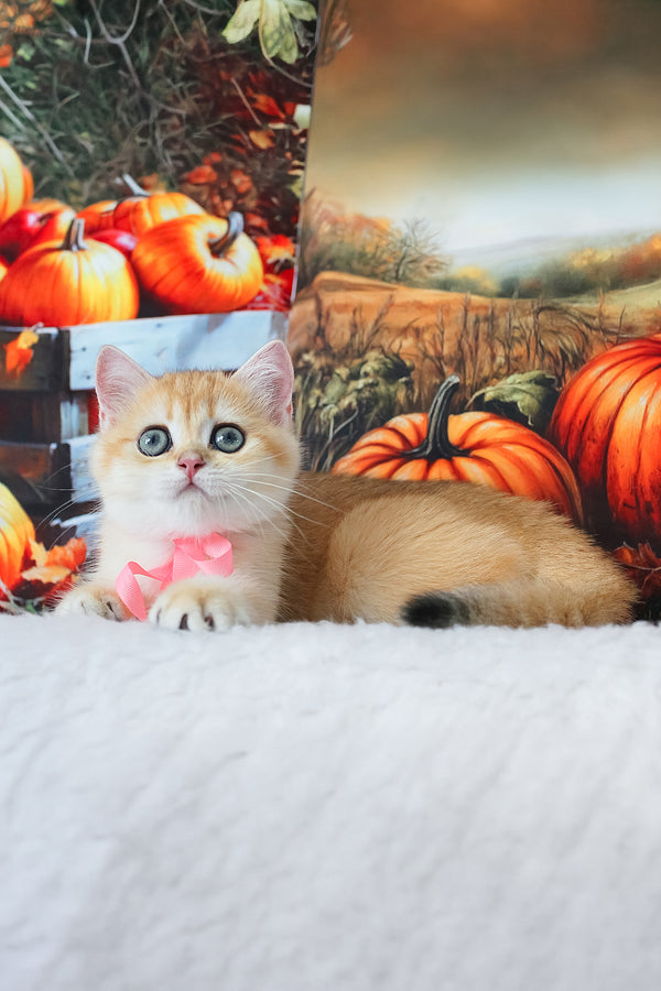 Hanna | British Shorthair Kitten