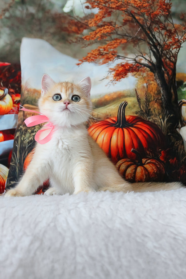 Hanna | British Shorthair Kitten