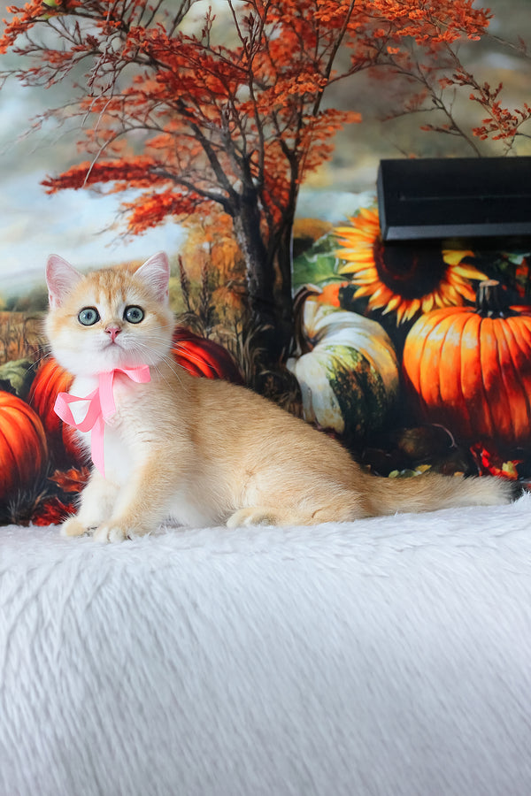 Hanna | British Shorthair Kitten