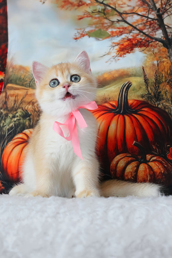 Hanna | British Shorthair Kitten