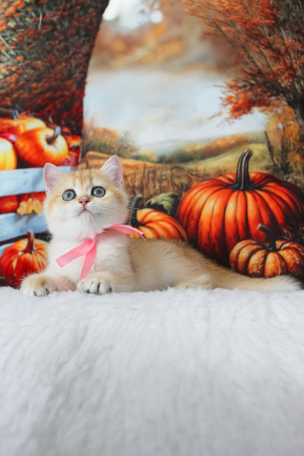 Hanna | British Shorthair Kitten