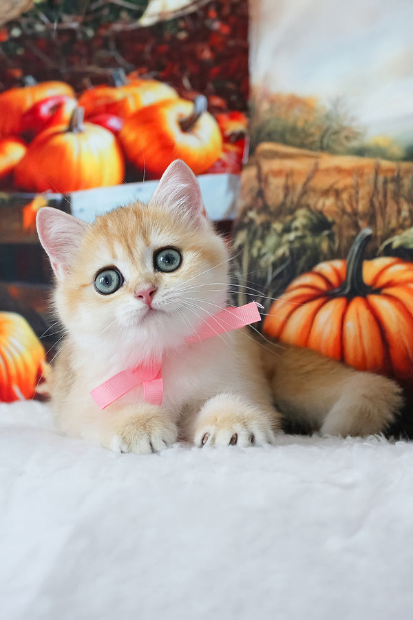 Hanna | British Shorthair Kitten