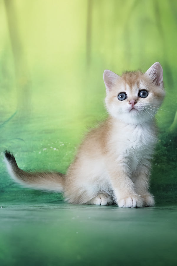 Hanna | British Shorthair Kitten