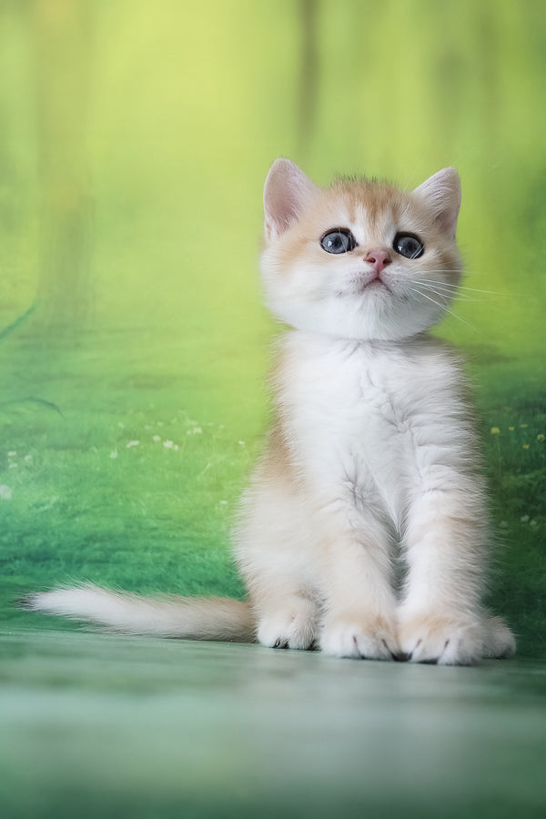 Hanna | British Shorthair Kitten