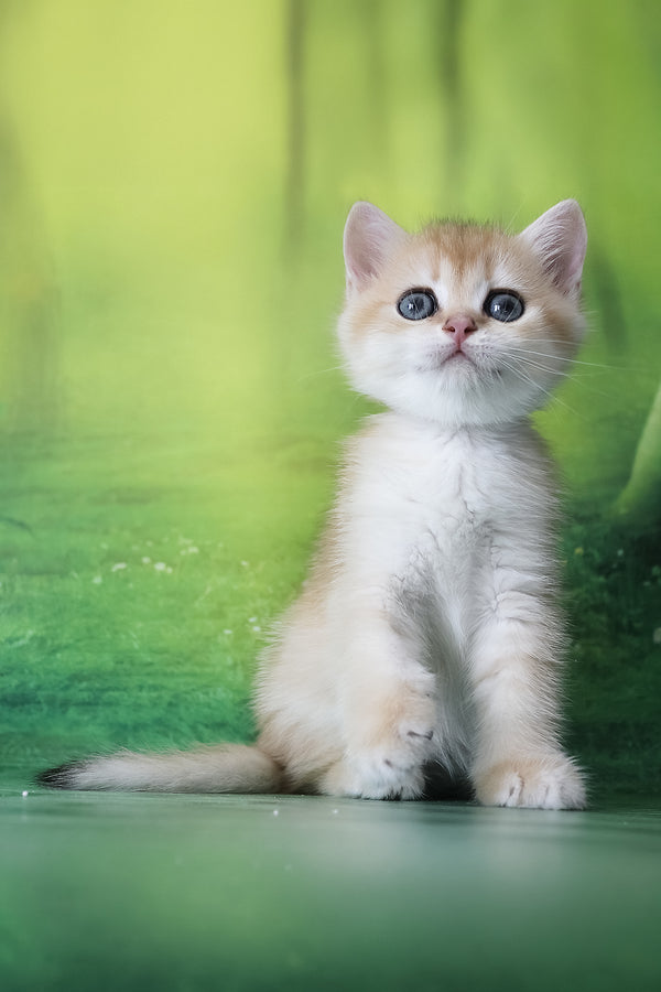 Hanna | British Shorthair Kitten