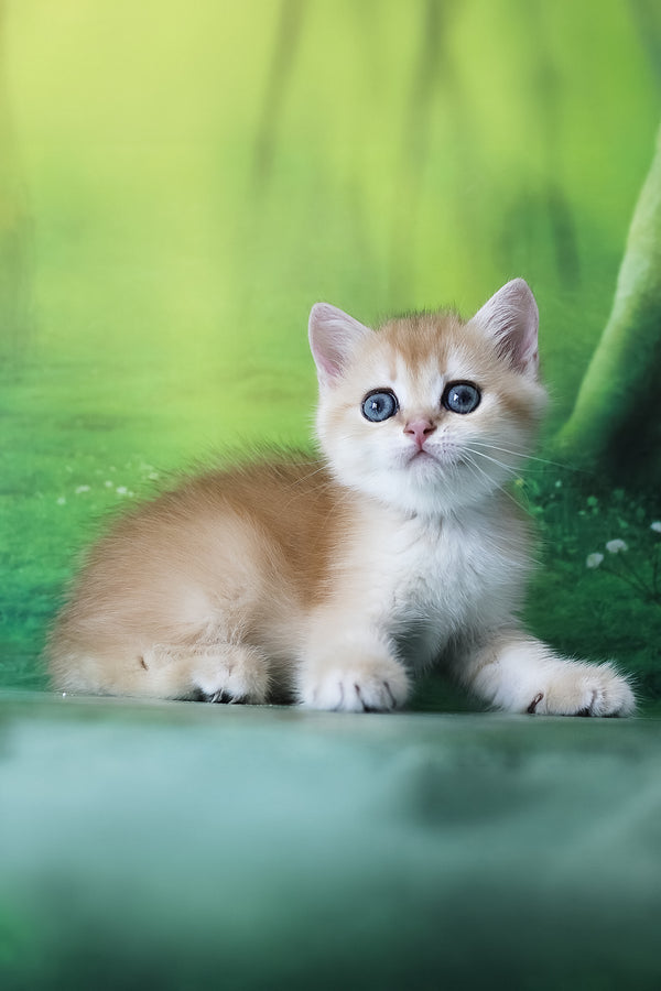 Hanna | British Shorthair Kitten