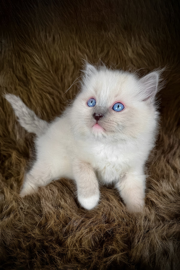 Hans | Ragdoll Kitten