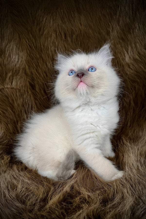 Hans | Ragdoll Kitten