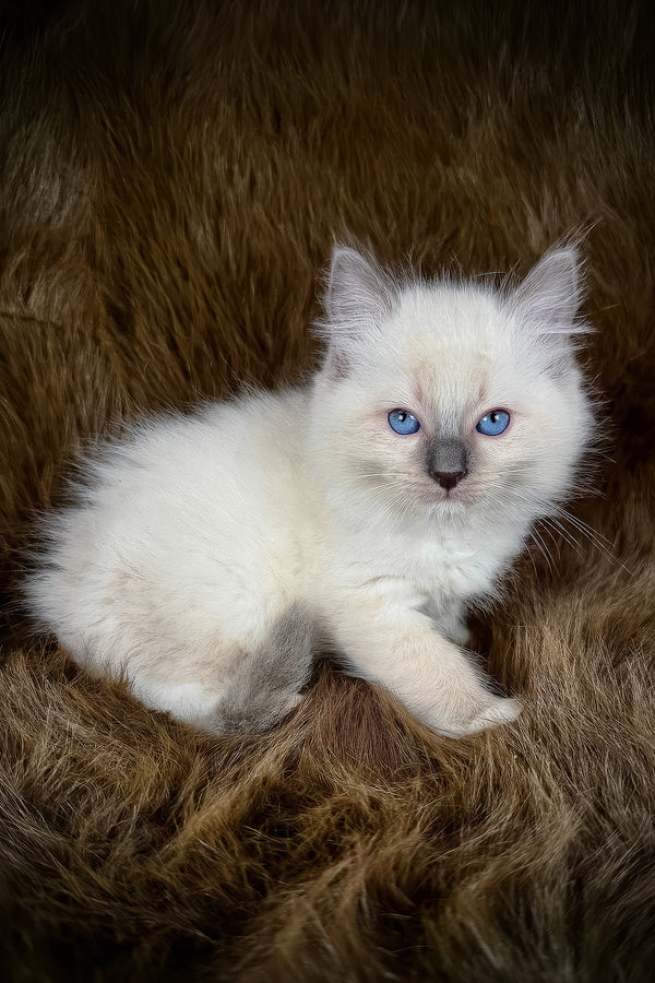 Hans | Ragdoll Kitten