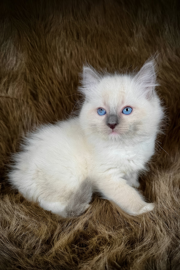 Hans | Ragdoll Kitten