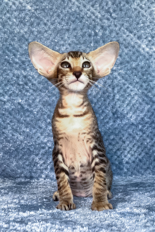 Hardy | Oriental Shorthair Kitten