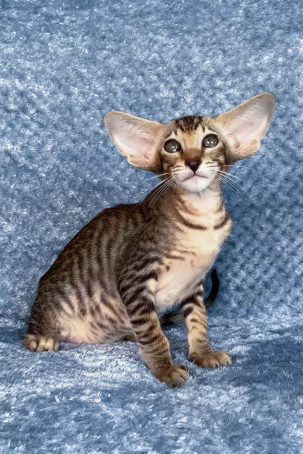 Hardy | Oriental Shorthair Kitten