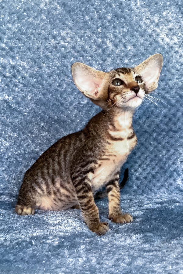 Hardy | Oriental Shorthair Kitten