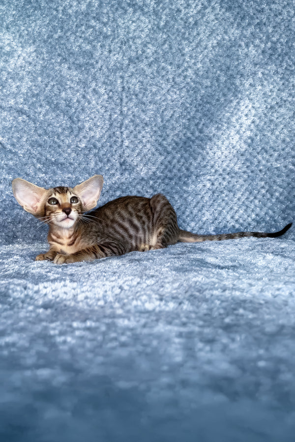Hardy | Oriental Shorthair Kitten