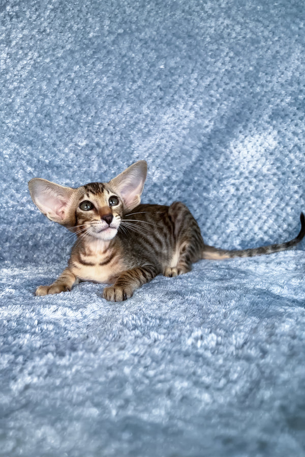 Hardy | Oriental Shorthair Kitten
