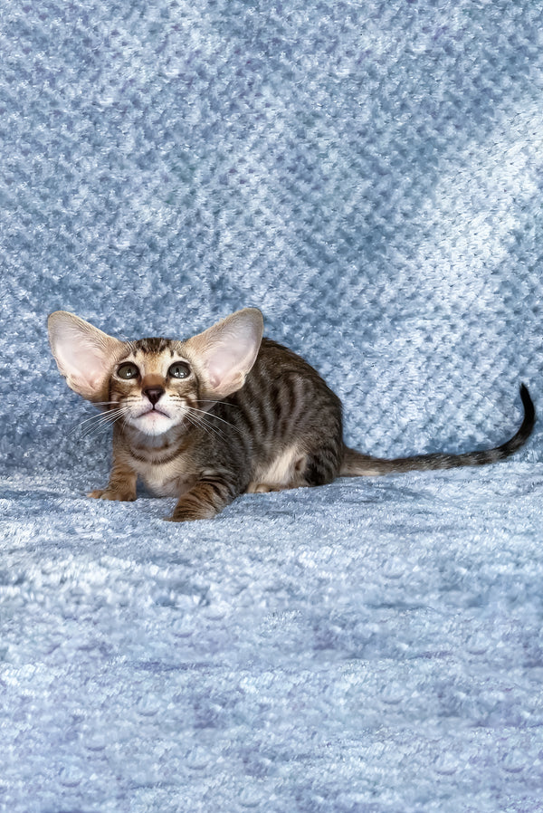 Hardy | Oriental Shorthair Kitten
