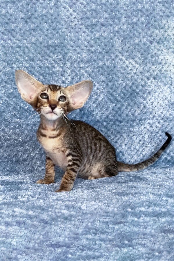 Hardy | Oriental Shorthair Kitten