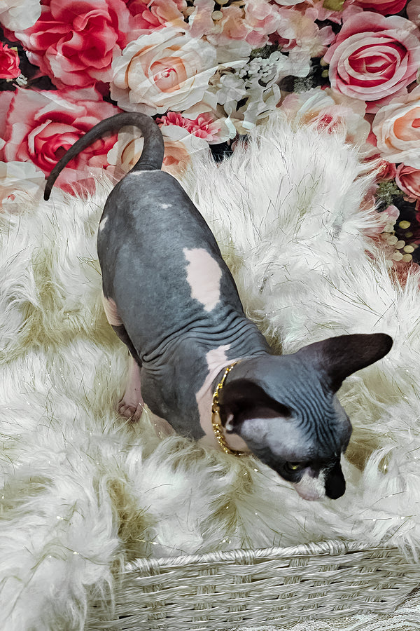 Harley | Sphynx Kitten