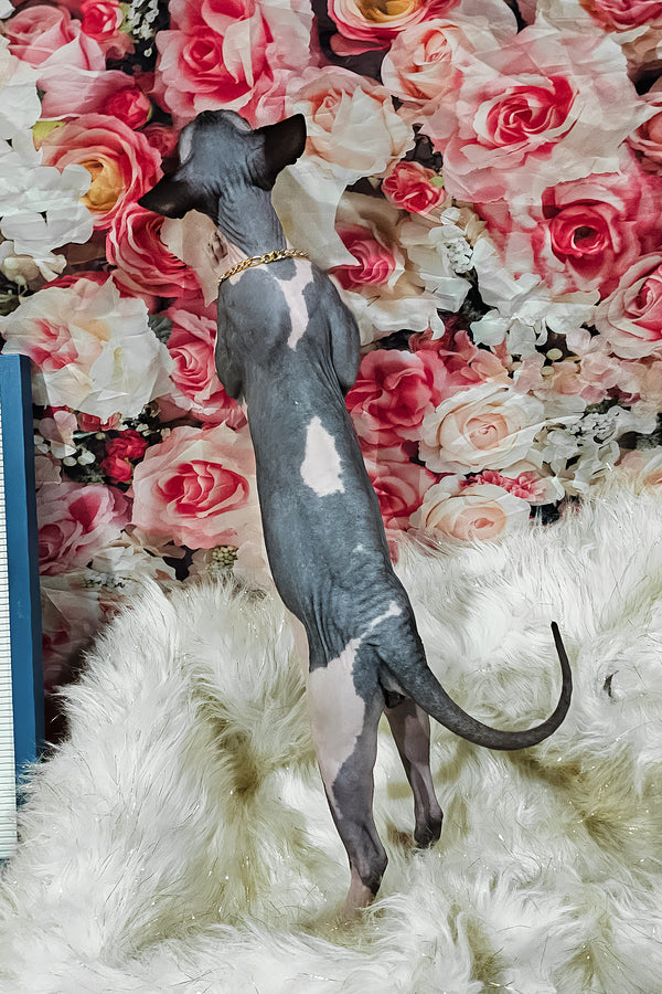 Harley | Sphynx Kitten