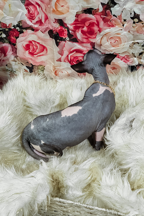 Harley | Sphynx Kitten