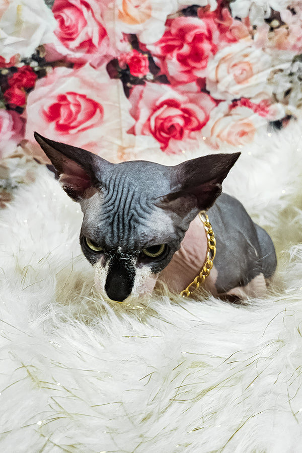 Harley | Sphynx Kitten