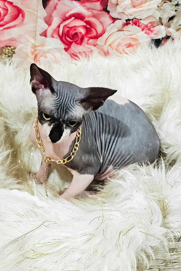 Harley | Sphynx Kitten
