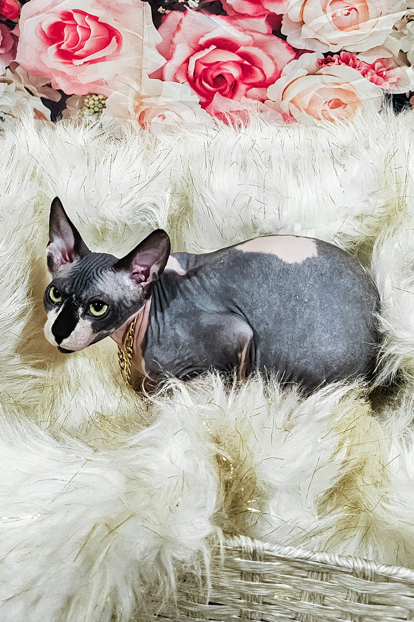 Harley | Sphynx Kitten